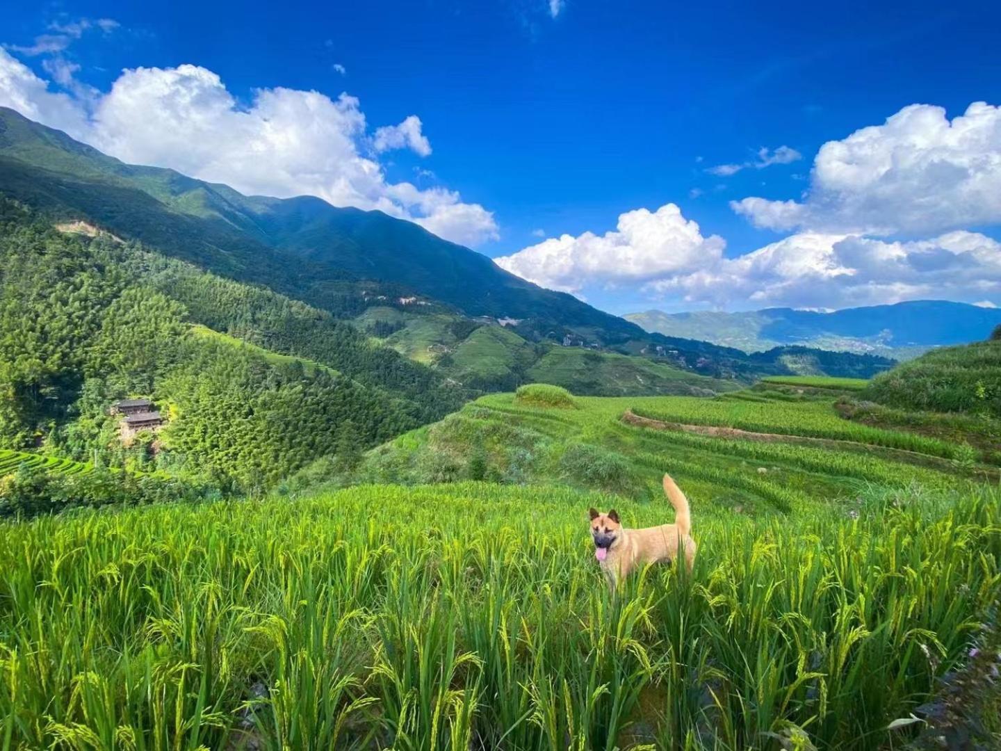 Longji Terrace La Vie Inn Longsheng Exteriör bild