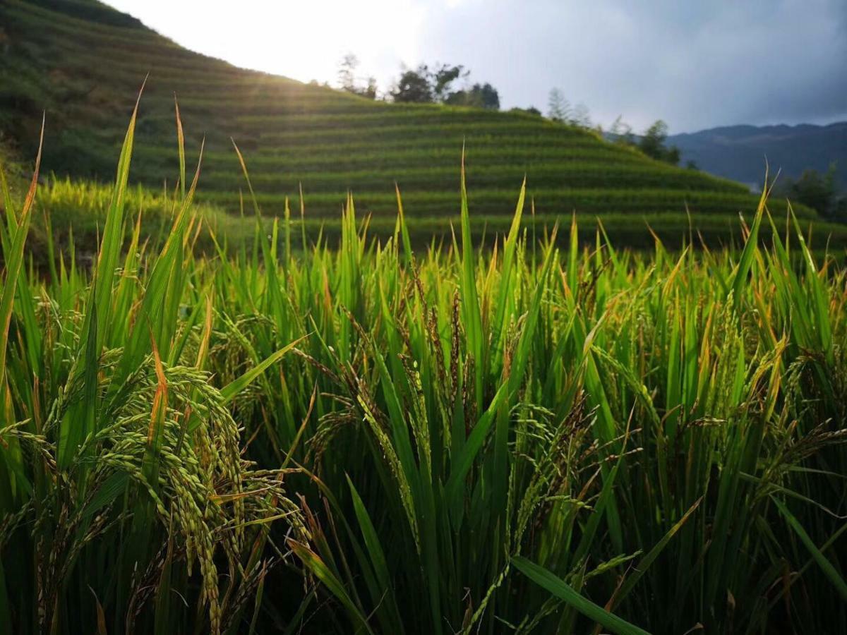 Longji Terrace La Vie Inn Longsheng Exteriör bild